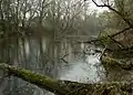 Local branch of the Uh (Uzh) river near Stretavka