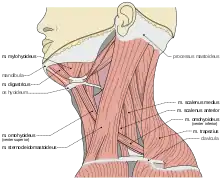 Musculi colli base