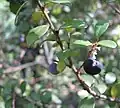 Female plant with white flowers and purple fruit