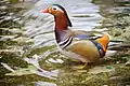 Mandarin duck