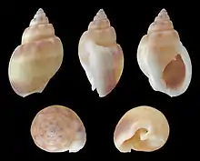 Nassarius (Nassarius) coronatus