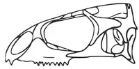 Reconstruction of the skull of Navajosphenodon, an early member of Sphenodontinae