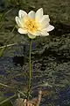 Nelumbo lutea