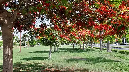 Delonix regia (New Borg El Arab, Egypt)