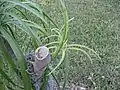 Regrowth after a crown breakage, in Homestead, Florida