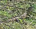 Varanus niloticus at Ilanda Wilds