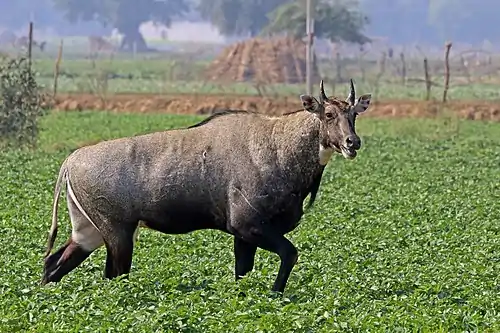 Black bovid