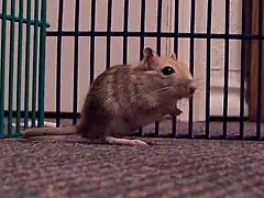 Nutmeg