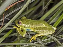 Oceanic tree frog