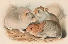 Drawing of brown and gray pikas