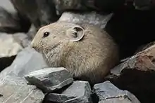 Brown pika