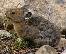 Brown and gray pika