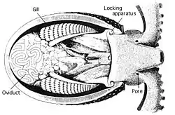 Cut-away drawing of the viscera