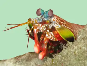 Mantis shrimp have the most advanced eyes in the animal kingdom, and smash prey by swinging their club-like raptorial claws.