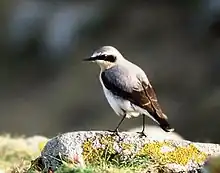 Northern wheatear