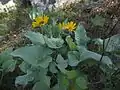 Okanagan Sunflowers in Skaha Bluffs Park