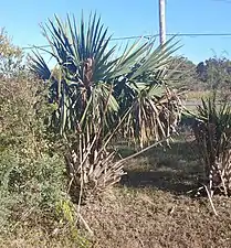 Sabal minor often start showing a trunk once they get very old. This example is around 100 years old in Frisco, NC.