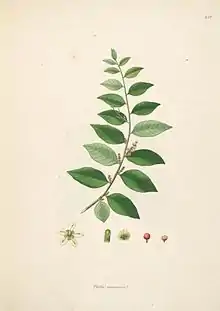 botanical illustration