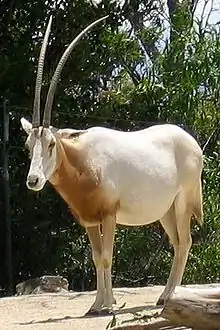 Brown and white bovid