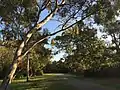 Outer Circle Railway linear park Murrumbeena