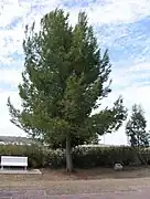 Jondaryan War Memorial, Qld. -  Pinus halepensis