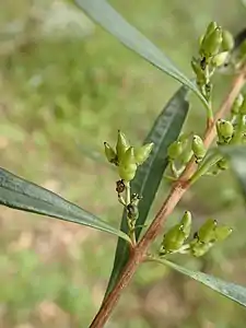 Developing fruit