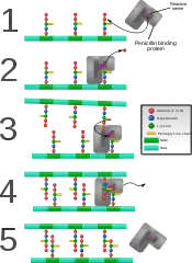 Penicillin binding protein forming cross-links in newly formed bacterial cell wall.