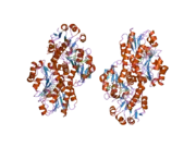 2gcg: Ternary Crystal Structure of Human Glyoxylate Reductase/Hydroxypyruvate Reductase