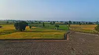 Paddy field near Wagah border