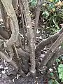 Bases of woody stems of a mature, cultivated specimen, showing grey bark with conspicuous lenticels