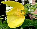 Cross-section of flower arising naturally from fall of some of petals