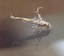 Microlepidoptera of the Gelechioidea, such as Palumbina guerinii, have hair-like fringes along the hindwings