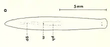 A simple narrow flatworm with two eyes. Illustrated guides indicate it's at least ten millimeters long.