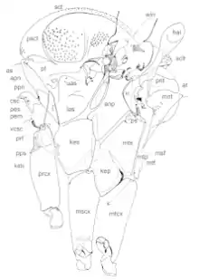 Thorax