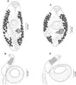 Creptotrema creptotrema, line drawing