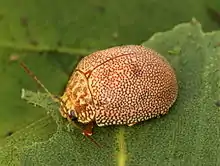 Paropsis atomaria