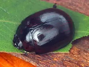 Paropsisterna morio