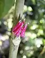 Pavonia strictiflora