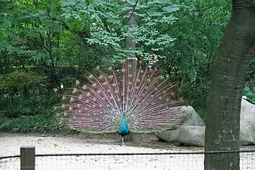 Peacock