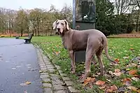 Short-haired male Weimaraner