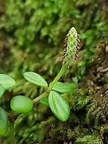 Peperomia tetraphylla with flower spike