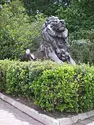 Lion at the National Zoo