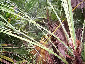 Petiole spines