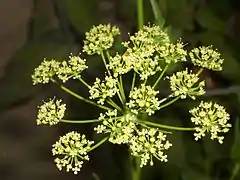 Flat-leaved parsley flower