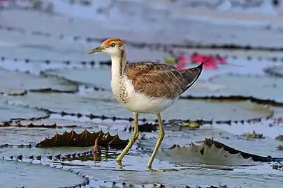 juvenile has a dark stripe on the side of the neck, unlike a young bronze-winged jacana.