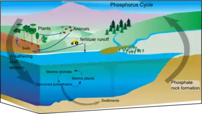 Diagram of the phosphorus cycle