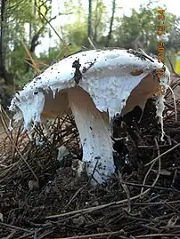 A. ovoidea with hanging veil remnants