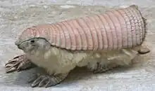 From top to bottom †Glyptodon, Nine-banded armadillo (Dasypus novemcinctus), Pink fairy armadillo (Chlamyphorus truncatus)