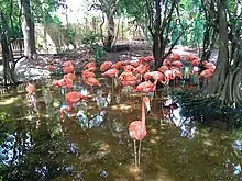 Pink Flamingos