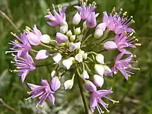 A pink wild onion (Allium stellatum) — blooms in the tallgrass prairie of Waubay Wetland Management District